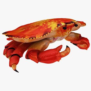 3D model crab animal crustacean