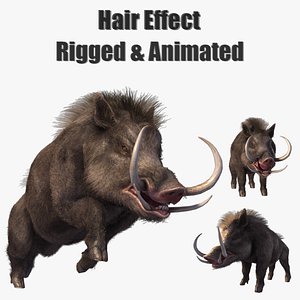 3D Hair Effect Boar Pig model
