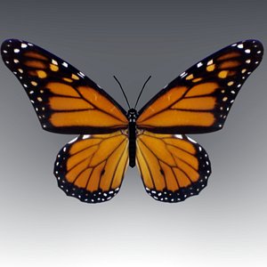 butterfly wings fly 3d model