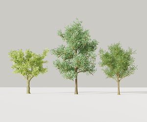 3D model trees realistic