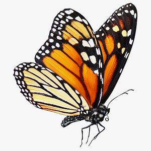 Monarch Butterfly Flying Pose with Fuzz