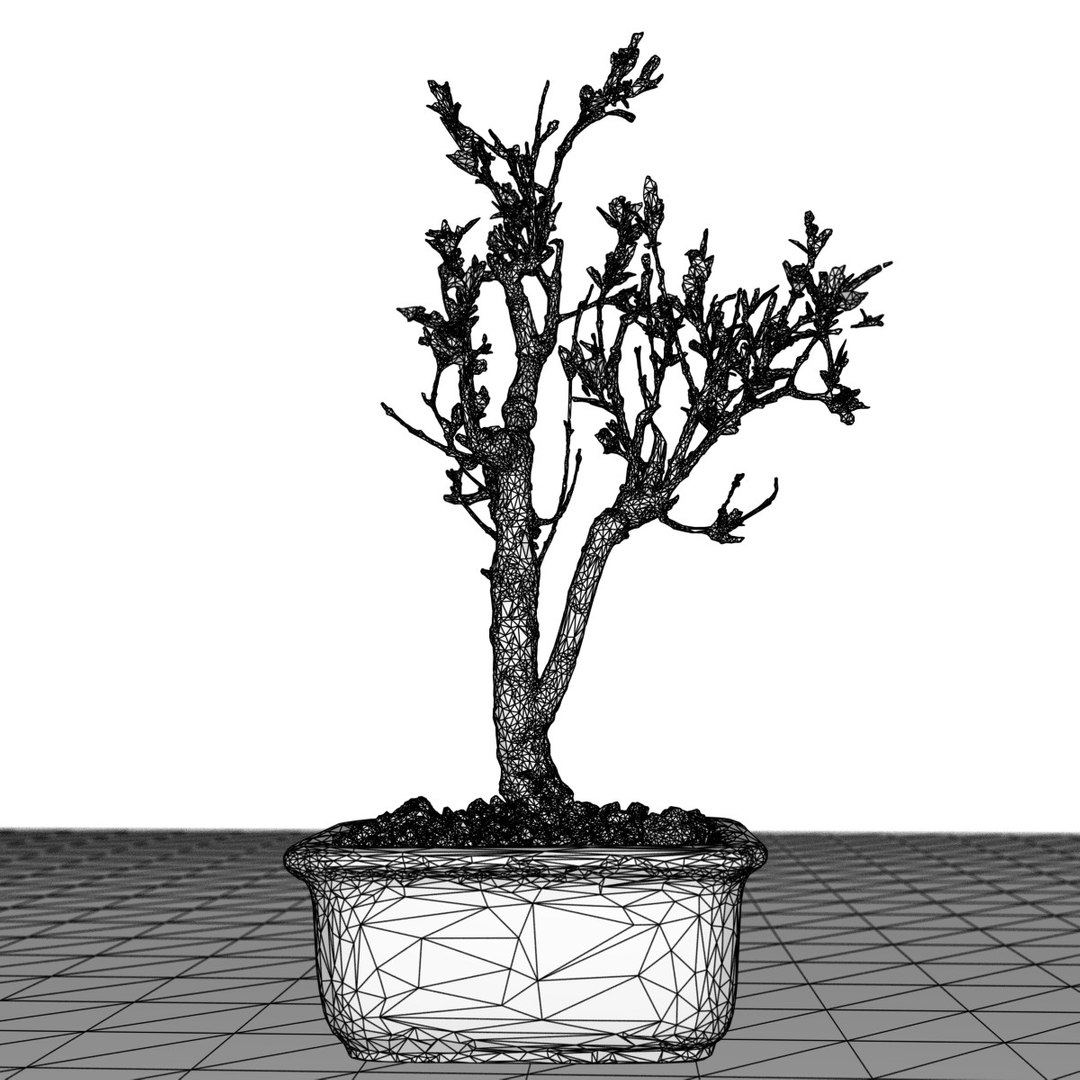 3D bonsai tree - TurboSquid 1154325