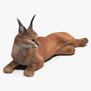 Caracal Cat Resting Fur model