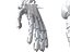 Anatomia della mano robotica