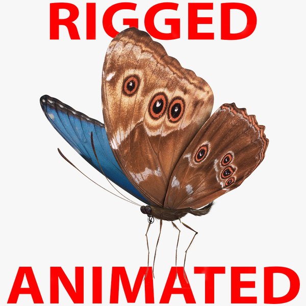 3D OBJ butterfly rig rigged