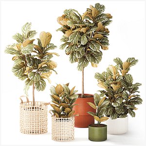 Trees Bushes Baskets  Ficus Lyrata Robusta Set Pot 3D
