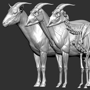 Goat VFX MUSCLE SIMULATION