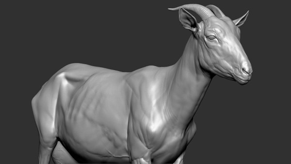 Goat VFX MUSCLE SIMULATION Modelo 3D - TurboSquid 1888568