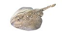 Thornback Ray Fish