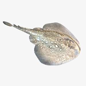 3D Thornback Ray Fish