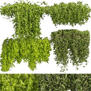 Collection plant vol 387 - bush - ivy - outdoor - fitowall  - blender - 3dmax - cinema 4d 3D model