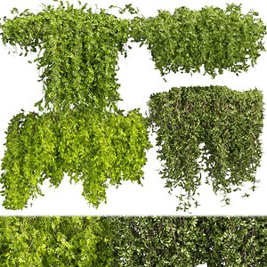 Collection plant vol 387 - bush - ivy - outdoor - fitowall - 3dmax - cinema 4d