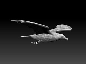 3D seagull sea gull
