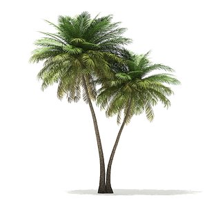 coconut palm tree 9 model