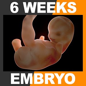 obj 6 weeks human embryo