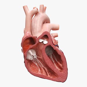 Heart Anterior Section Static 3D model