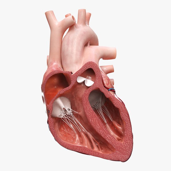 人的心脏3ds max模型