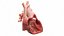 Heart Anterior Section Static 3D model