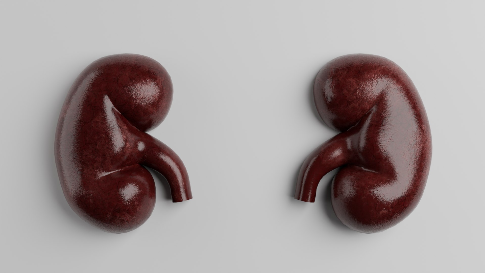 Human Organs Model - TurboSquid 2331875