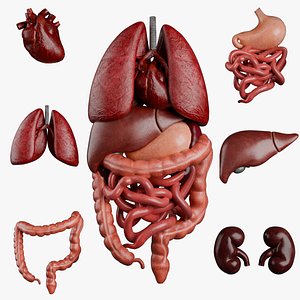 Human Organs model