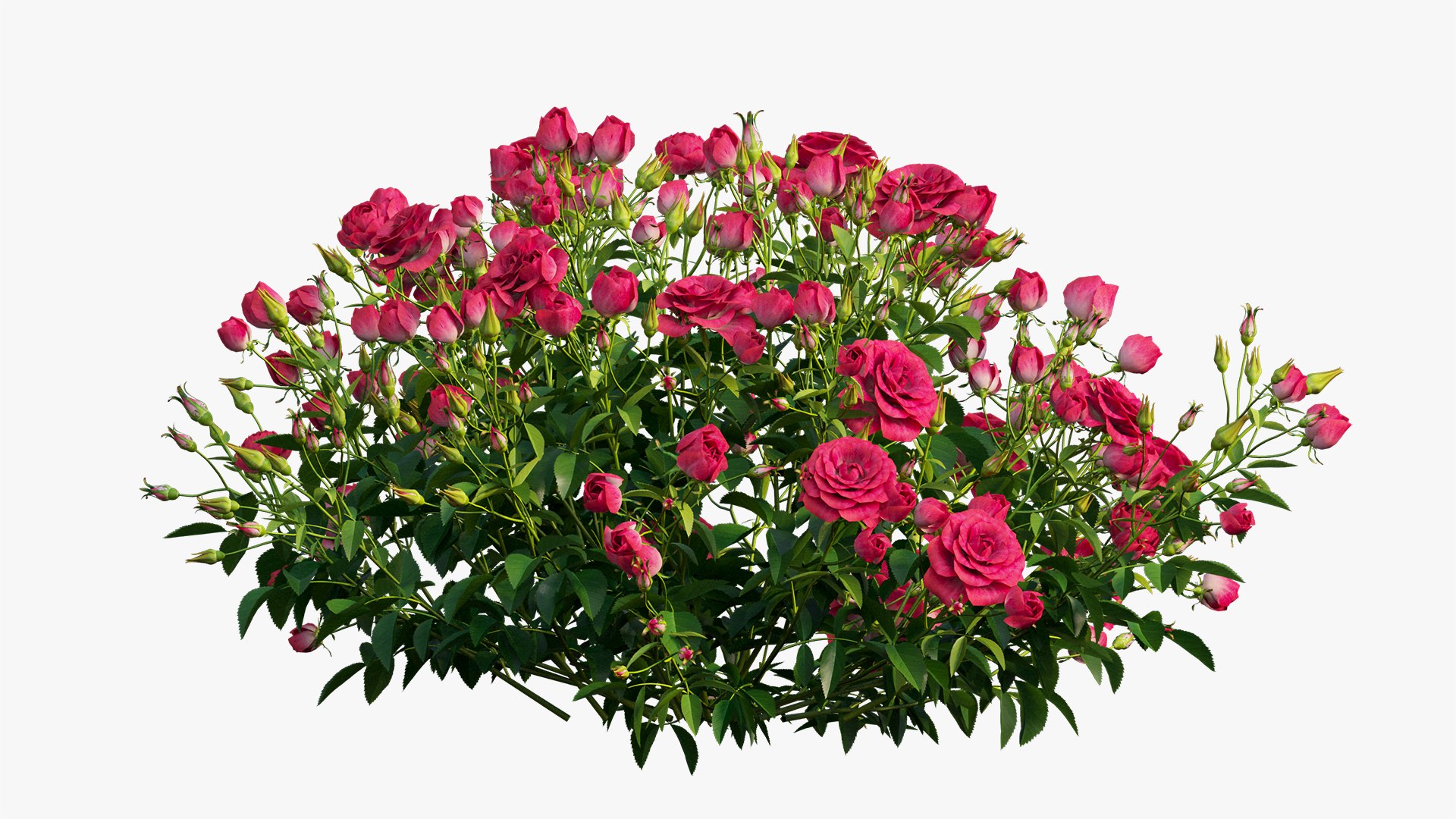 3D plant rose set 02 https://p.turbosquid.com/ts-thumb/14/dvTRfw/FSnYYyH6/5/jpg/1603561648/1920x1080/fit_q87/51ff785d94a20ea90b3bd4ae405dda4d26845b91/5.jpg