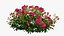Set di rose per piante 02
