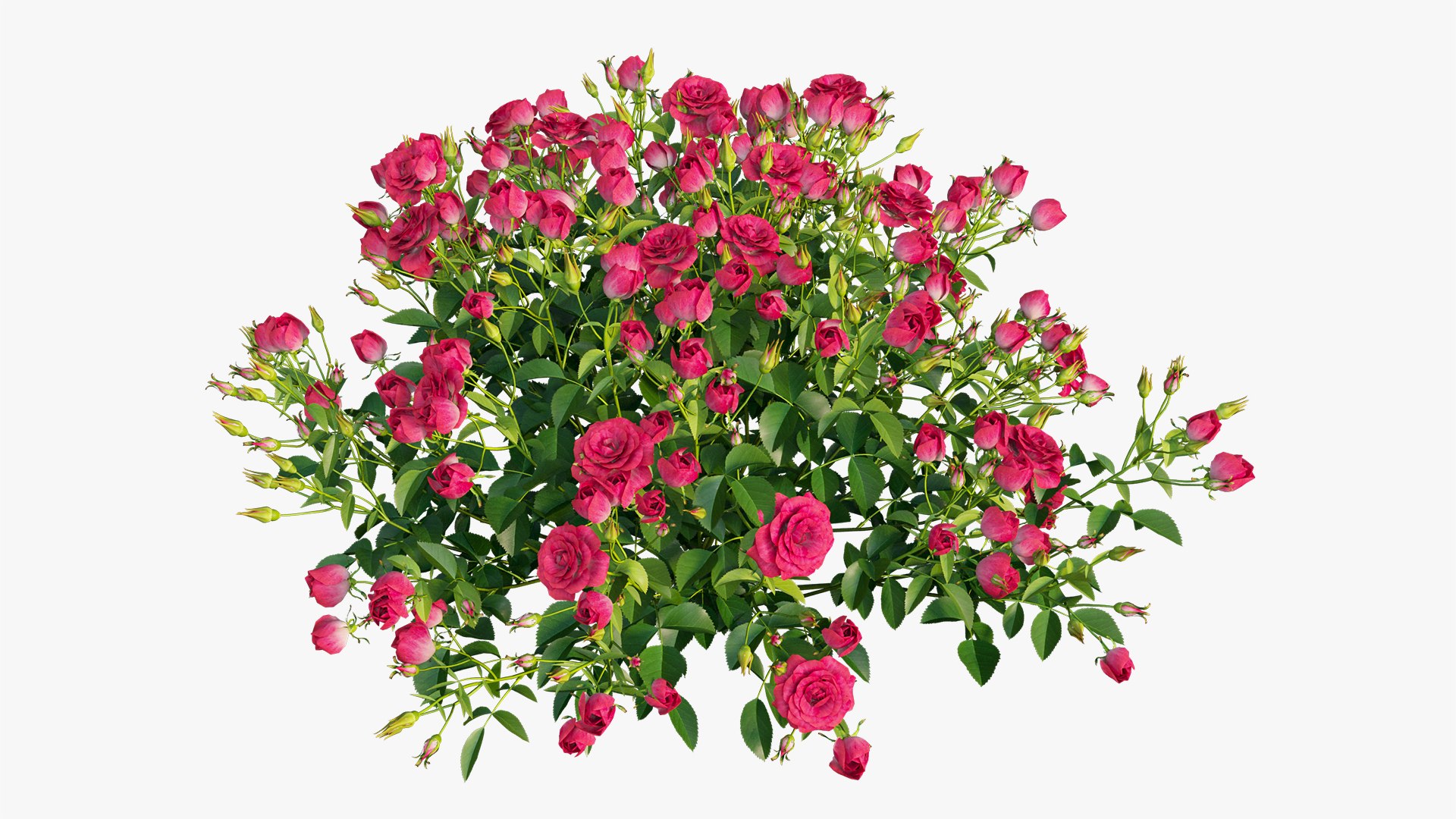3D plant rose set 02 https://p.turbosquid.com/ts-thumb/14/dvTRfw/NVGc4Fjc/8/jpg/1603561648/1920x1080/fit_q87/ad5848d3378e681a0186e6b6edf2887ff549553e/8.jpg
