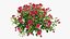 Set di rose per piante 02