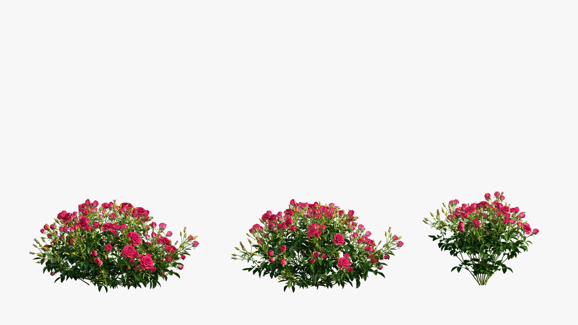 3D plant rose set 02 https://p.turbosquid.com/ts-thumb/14/dvTRfw/PVGJcaUU/4/jpg/1603561647/1920x1080/fit_q87/3e52657647be19822ea6ce6421419571863a29ae/4.jpg