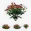 Set di rose per piante 02