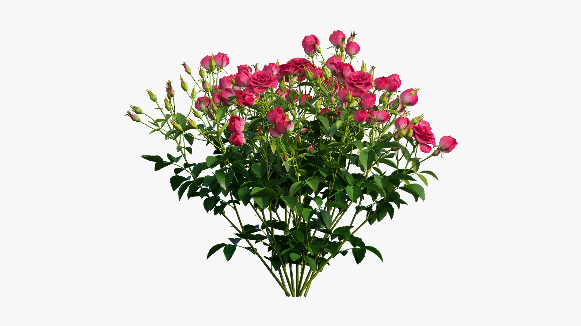 3D plant rose set 02 https://p.turbosquid.com/ts-thumb/14/dvTRfw/sOlARzvr/10/jpg/1603561649/1920x1080/fit_q87/c7ac855ea27230ae1bea62117b429ce830dfd3a2/10.jpg