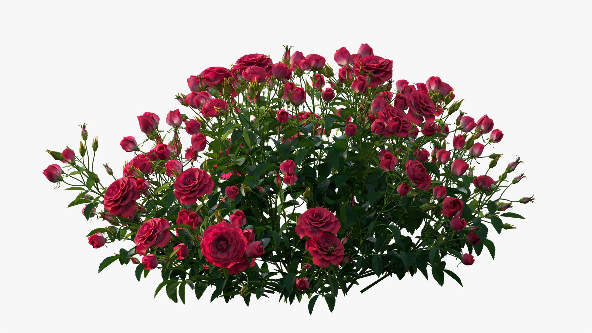 3D plant rose set 02 https://p.turbosquid.com/ts-thumb/14/dvTRfw/t213EWHf/6/jpg/1603561648/1920x1080/fit_q87/adb07965d4916837cc0680555f4cdb7bd631ec18/6.jpg
