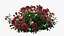 Set di rose per piante 02
