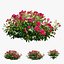 Set di rose per piante 02