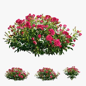 Plant rose set 02