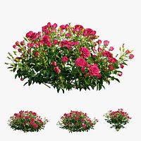 Plant rose set 02