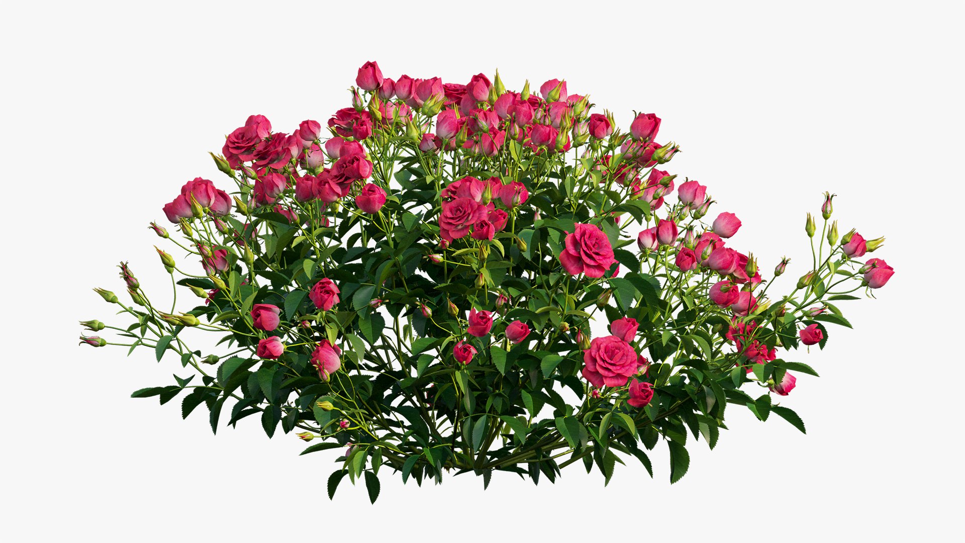 3D plant rose set 02 https://p.turbosquid.com/ts-thumb/14/dvTRfw/zq4IlrOq/7/jpg/1603561647/1920x1080/fit_q87/11b6982f936c86a2c8f7cf24d159eb584989f01a/7.jpg