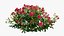 Set di rose per piante 02