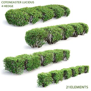 hedges lucidus 3D model