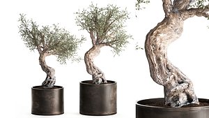 3D model Olive tree in a rusty flowerpot for the interior 989