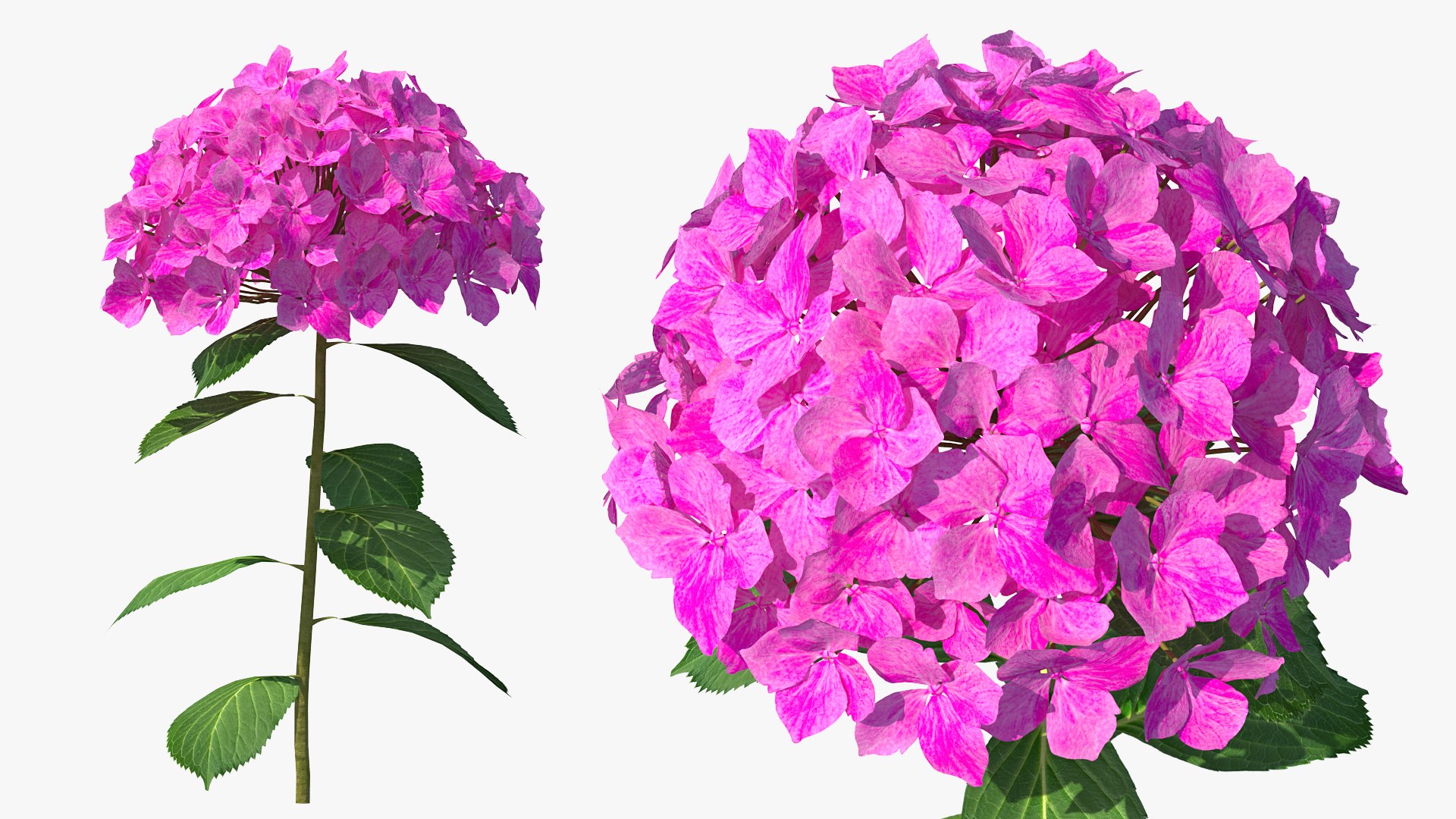 Branch of Hydrangea Macrophylla Pink Annabelle 3D model preview