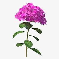 Branch of Hydrangea Macrophylla Pink Annabelle