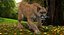 Puma Animated