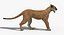 Puma Animated