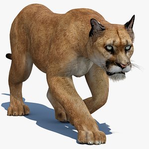 3d model puma animation cat