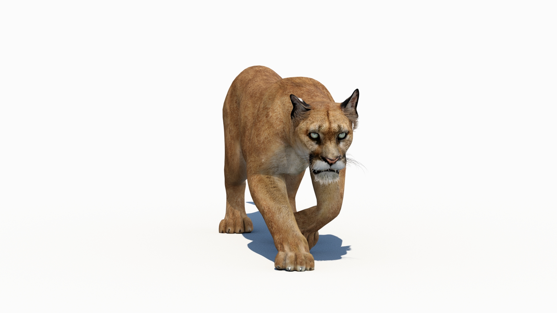 3d Model Puma Animation Cat