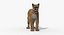 Puma Animated