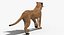 Puma Animated