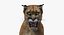 Puma Animated