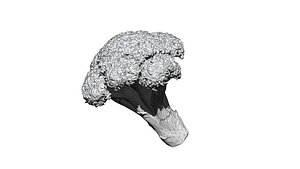 broccoli 3D CT scan model decimate 3percent